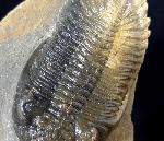 Hollardops mesocristatus (LE MAITRE 1952) - Bild © FossNet FossilienStore